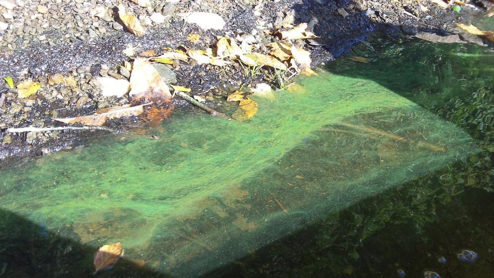 Eau et rivières de Bretagne contre les algues vertes - Rivières et Bocage